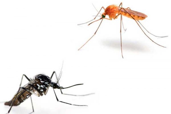 Desinsectación y control de plagas Murcia