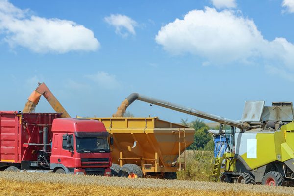 Control de plagas y fumigaciones en Murcia